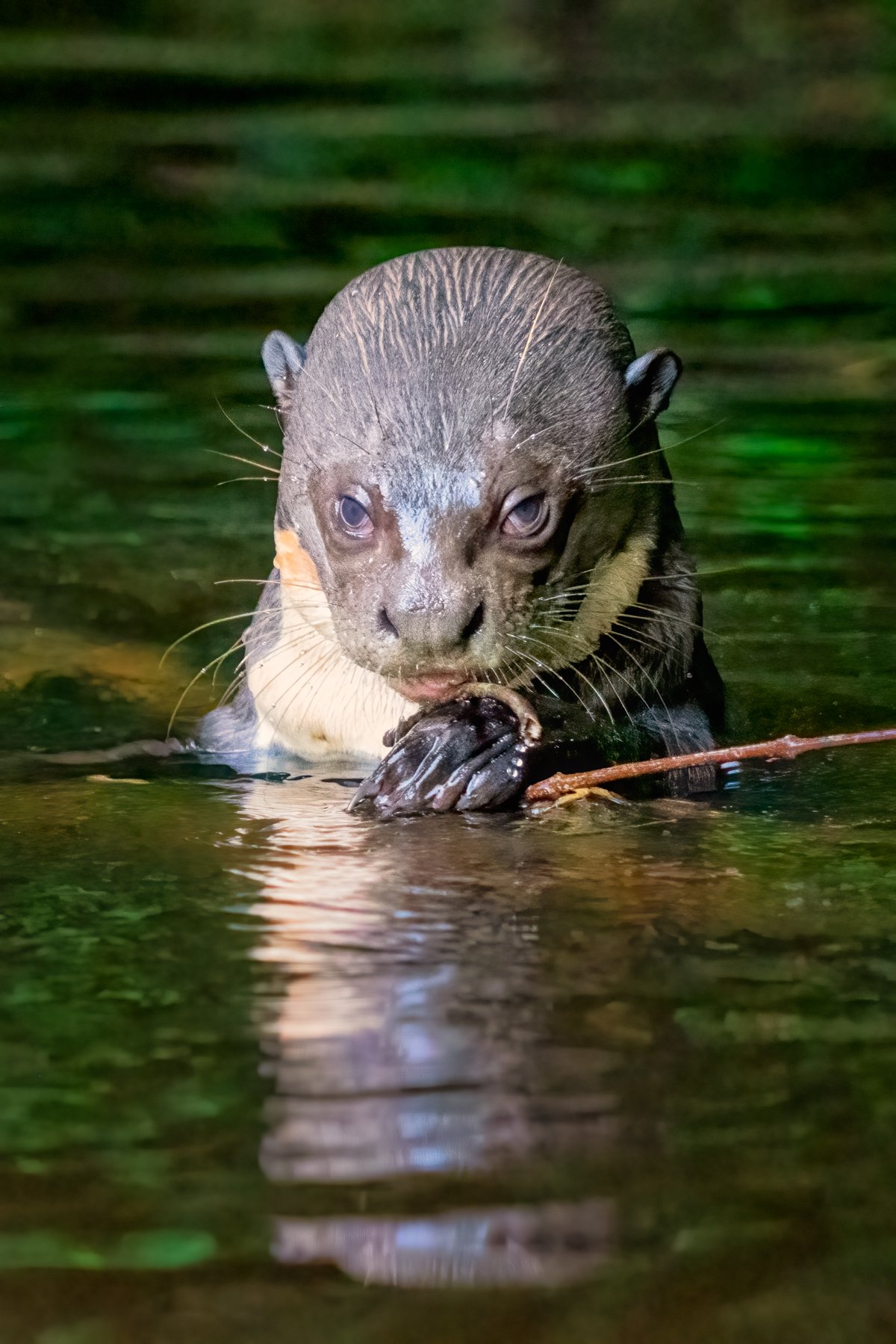 Baby otter in the river